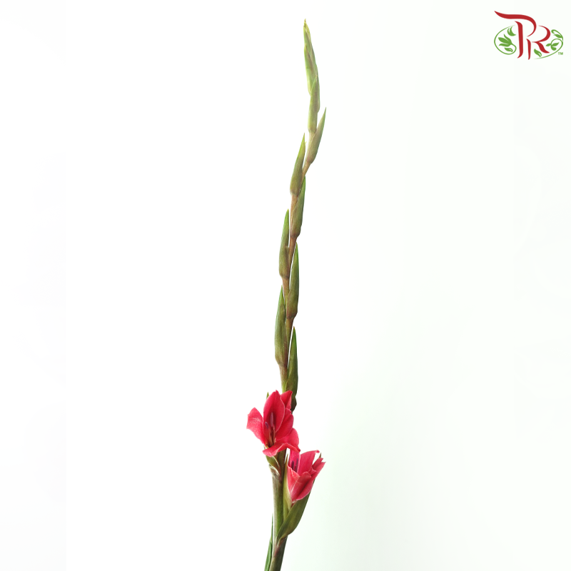 Gladiolus《剑兰》- Dark Cherry Pink (Per Bunch)