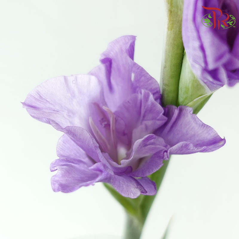 Gladiolus - Purple (Per bunch)