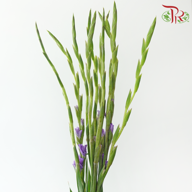 Gladiolus - Purple (Per bunch)