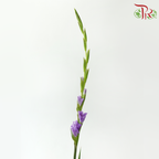 Gladiolus《剑兰》- Medium Purple (Per Bunch)