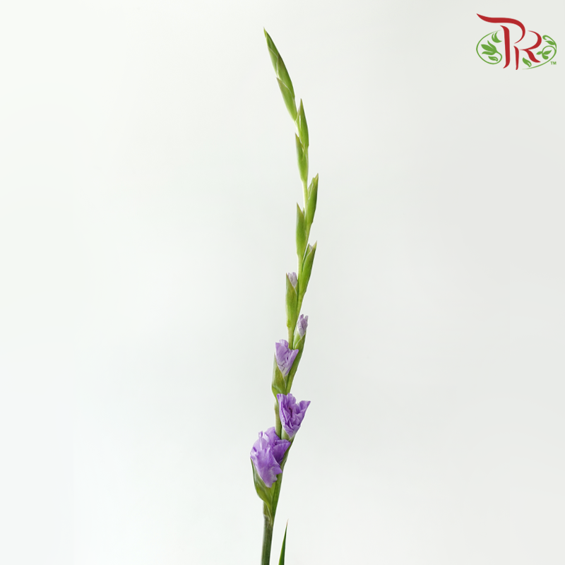 Gladiolus《剑兰》- Medium Purple (Per Bunch)