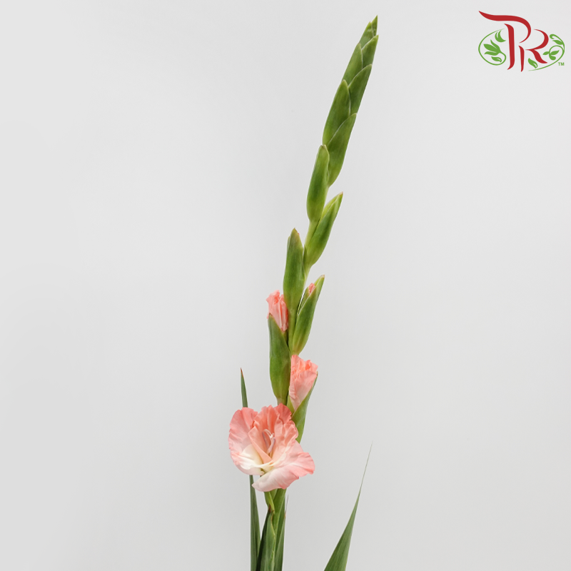 Gladiolus《剑兰》 - Spic & Span (Per bunch)