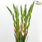 Gladiolus《剑兰》 - Spic & Span (Per bunch)