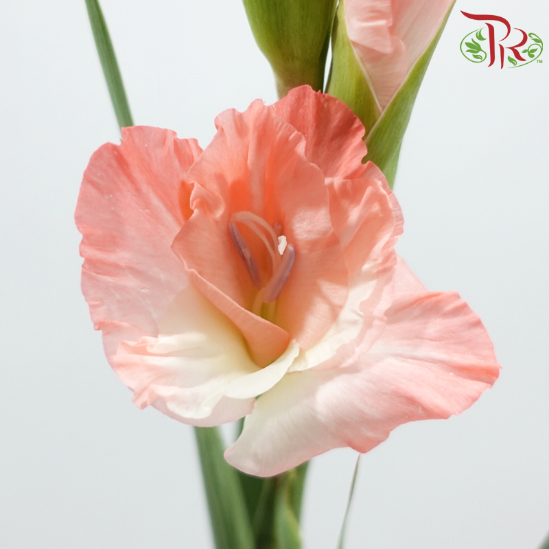 Gladiolus《剑兰》 - Spic & Span (Per bunch)