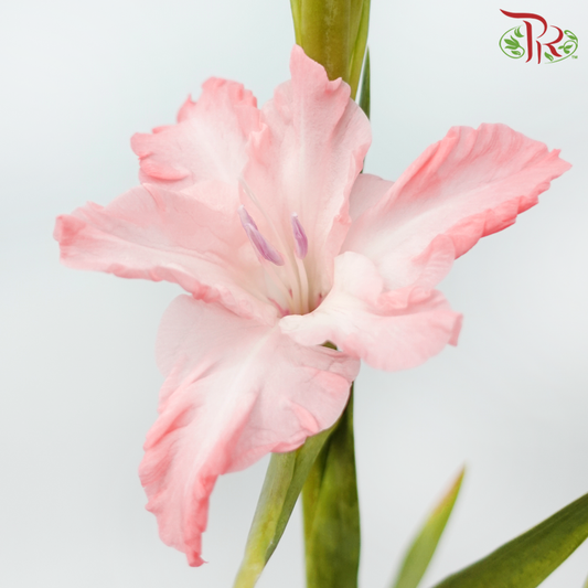 Gladiolus - Coral Pink (9-10 Stems)