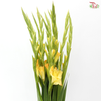 Gladiolus《剑兰》- Golden Sunset (Per Bunch)