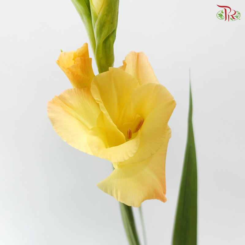 Gladiolus《剑兰》- Golden Sunset (Per Bunch)
