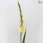 Gladiolus《剑兰》- Golden Sunset (Per Bunch)