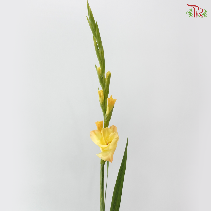 Gladiolus《剑兰》- Golden Sunset (Per Bunch)