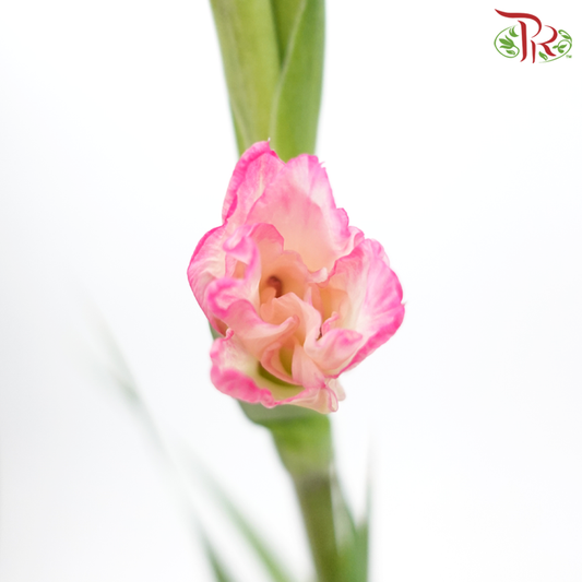 Gladiolus - Pink (10 Stems) - Pudu Ria Florist