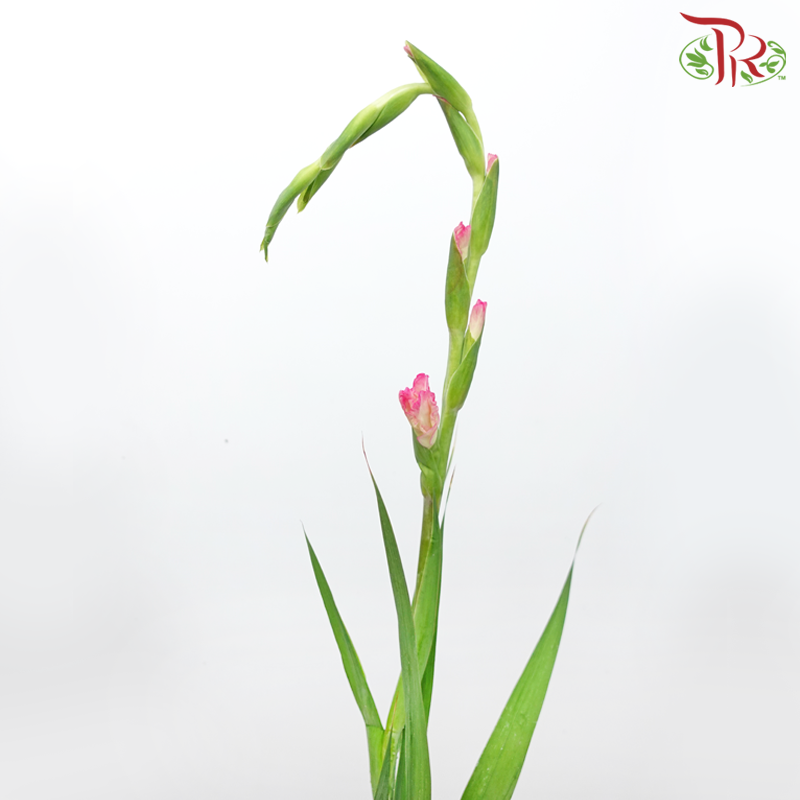 Gladiolus - Pink (10 Stems) - Pudu Ria Florist