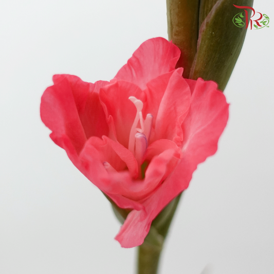 Gladiolus - Coral Pink (10 Stems) - Pudu Ria Florist