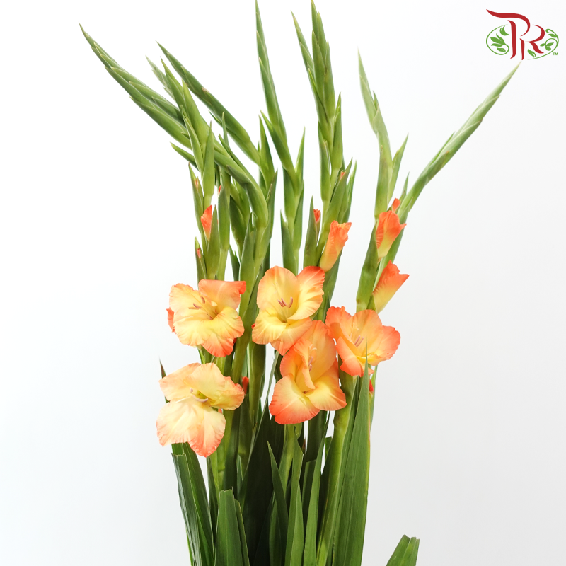 Gladiolus《剑兰》- Sunset Orange (Per Bunch)