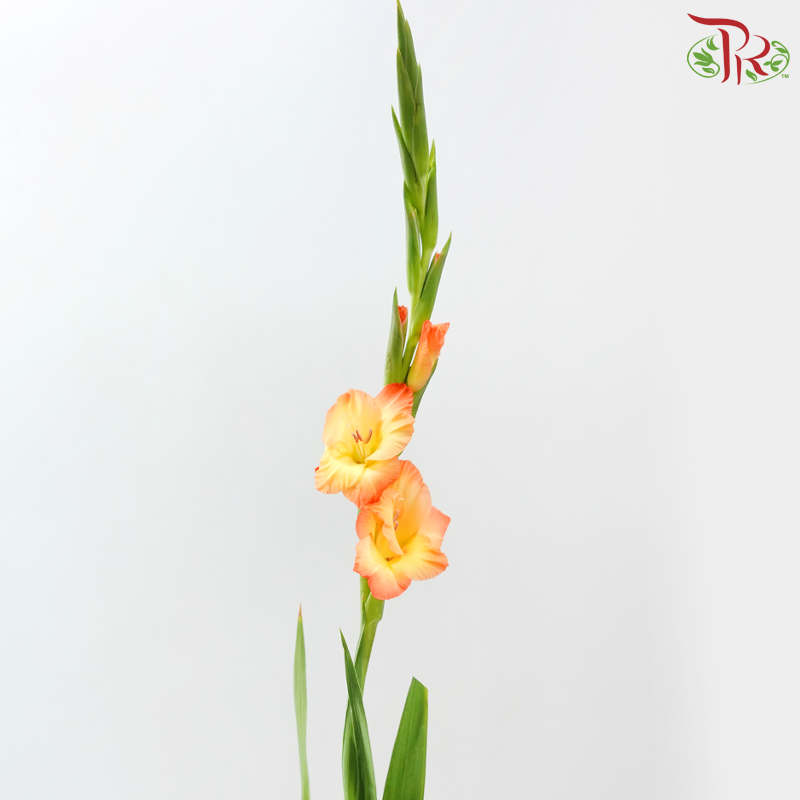 Gladiolus《剑兰》- Sunset Orange (Per Bunch)