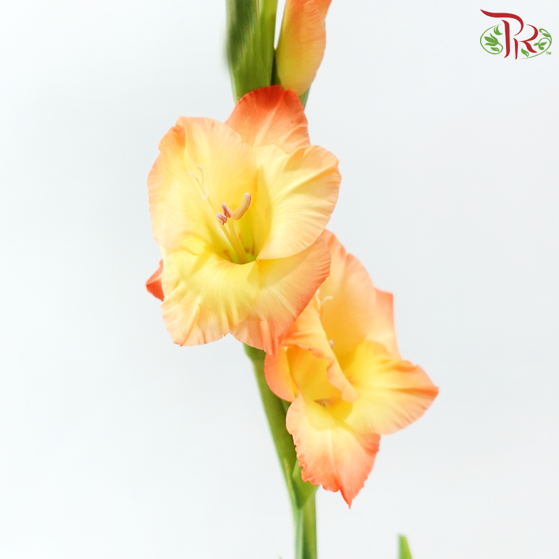 Gladiolus《剑兰》- Sunset Orange (Per Bunch)