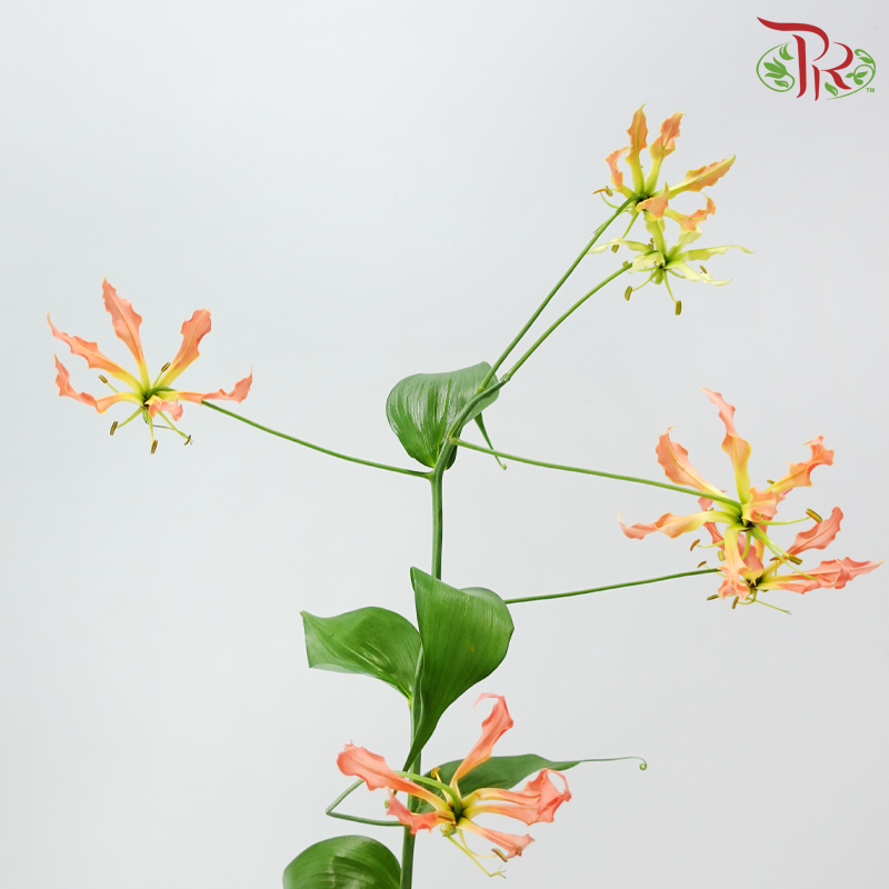 Gloriosa - Orange (2 Stems)