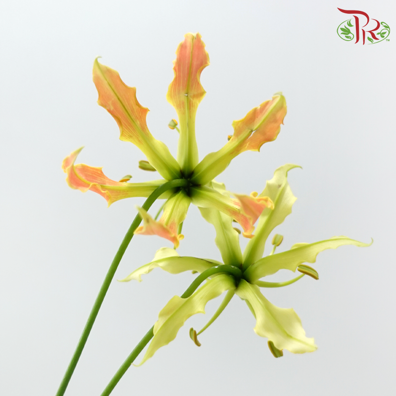 Gloriosa - Orange (2 Stems)