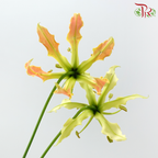 Gloriosa - Orange (2 Stems)