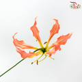 Gloriosa - Orange (2 Stems)