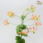Gloriosa - Orange (2 Stems)