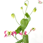 Gloriosa - Tone Dark Cherry Pink (2 Stems)