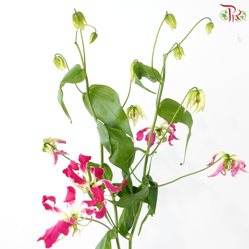 Gloriosa - Tone Dark Cherry Pink (2 Stems)
