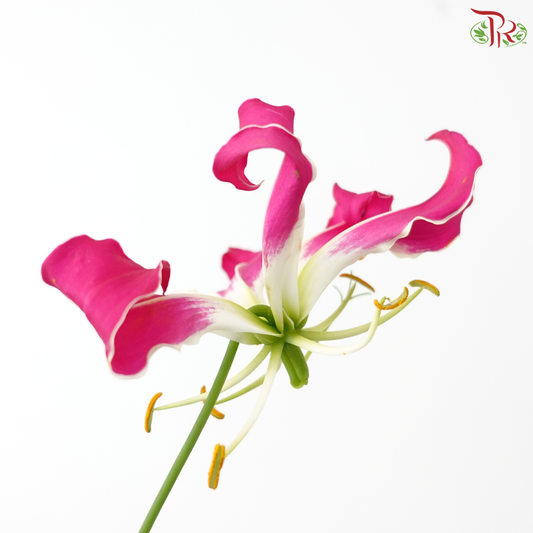 Gloriosa - Tone Dark Cherry Pink (2 Stems)