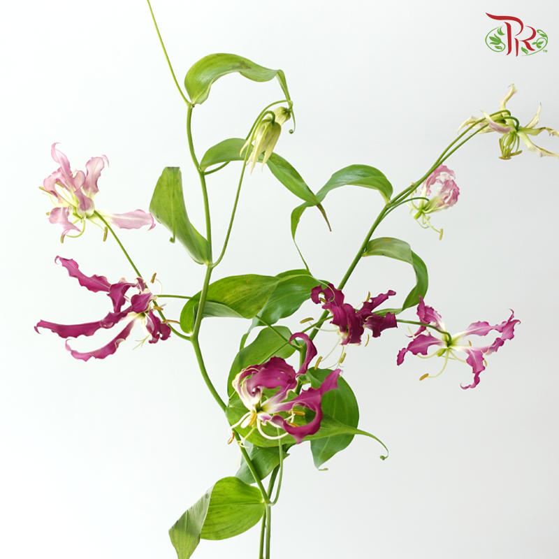 Gloriosa - Purple (2 Stems)
