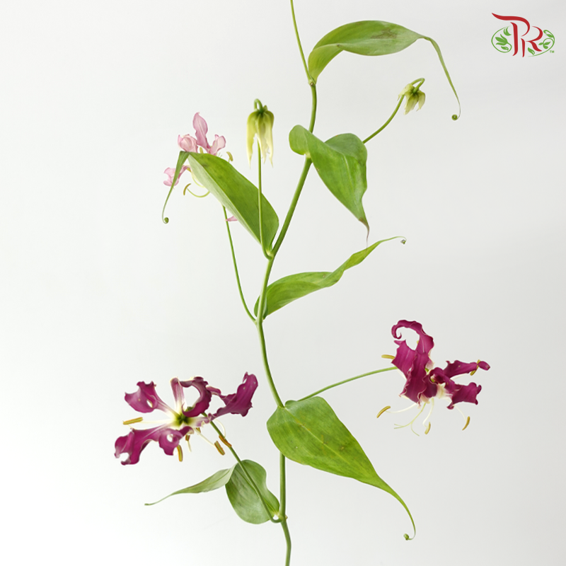 Gloriosa - Purple (2 Stems)