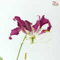 Gloriosa - Purple (2 Stems)