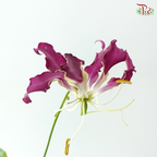 Gloriosa - Purple (2 Stems)