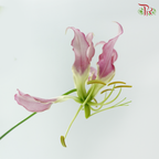 Gloriosa - Purple (2 Stems)