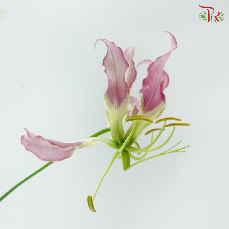 Gloriosa - Purple (2 Stems)