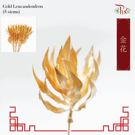 CNY Gold Leaf - Leucadendron (5 Stems)