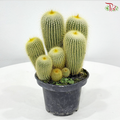 Cactus Mix P150《仙人掌》（With Option)