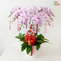 Golden Fortune Orchids Collection