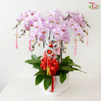Golden Fortune Orchids Collection