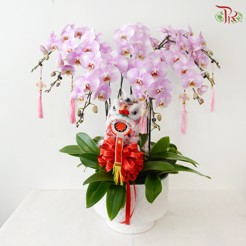 Golden Fortune Orchids Collection