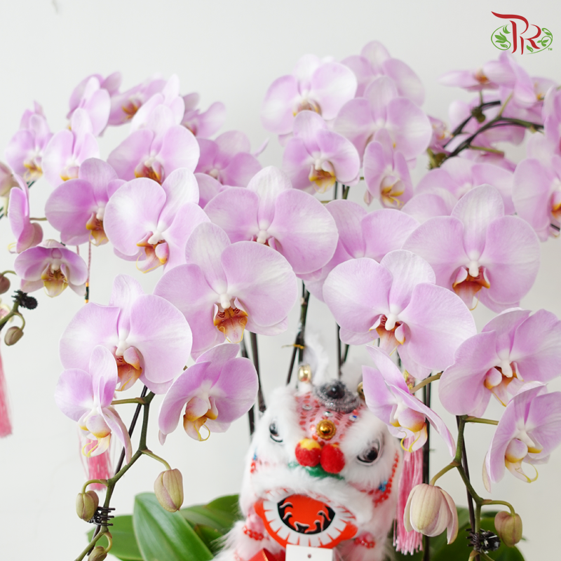 Golden Fortune Orchids Collection