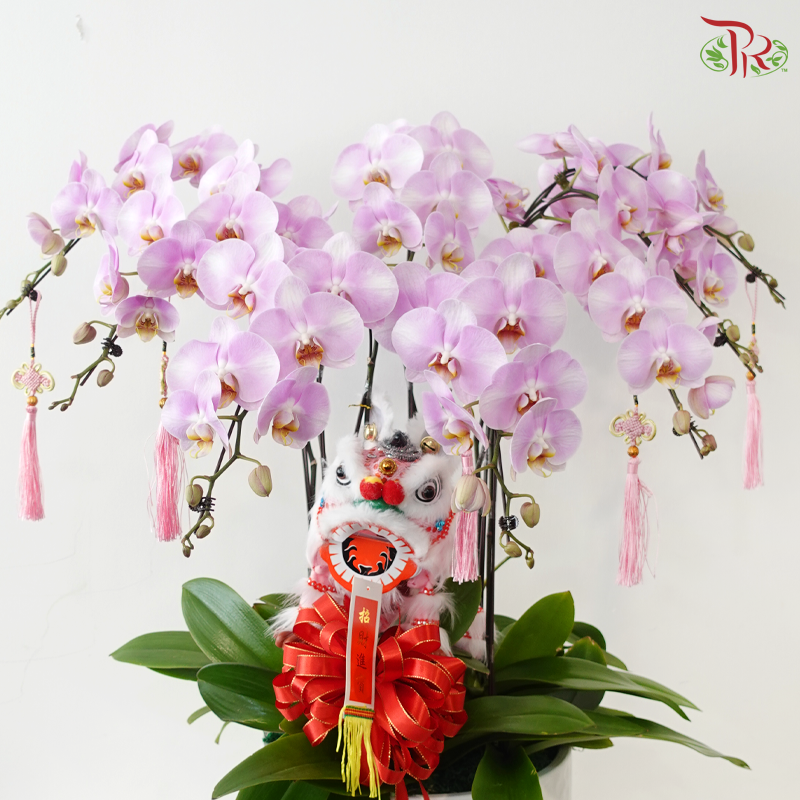 Golden Fortune Orchids Collection