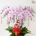 Golden Fortune Orchids Collection