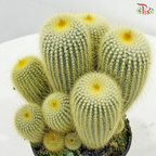 Cactus Mix P150《仙人掌》（With Option)
