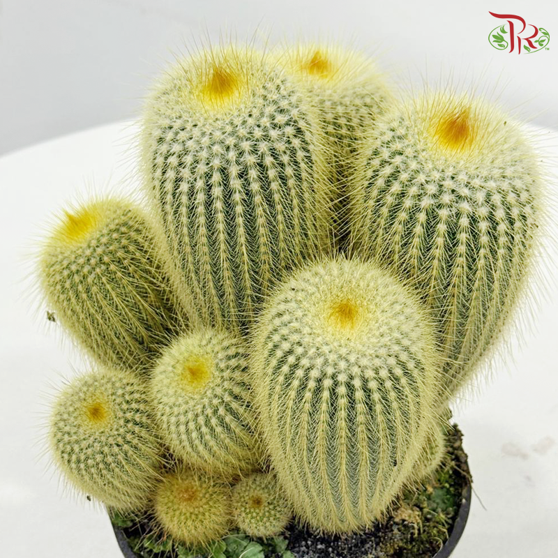 Cactus Mix P150《仙人掌》（With Option)