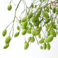 Gold Fruit (Per Bunch)