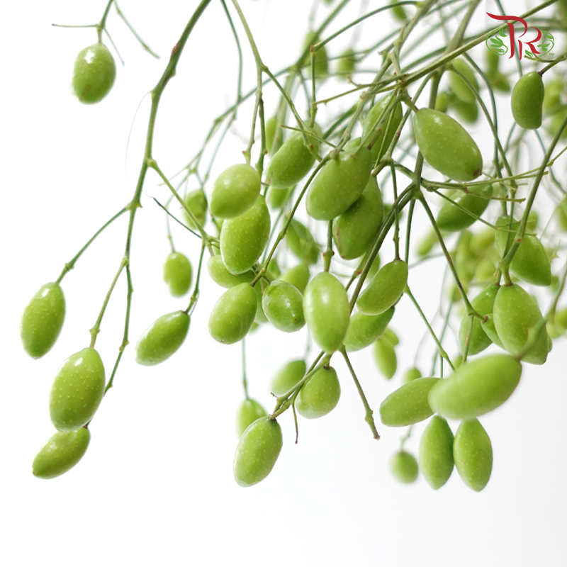 Gold Fruit (Per Bunch)