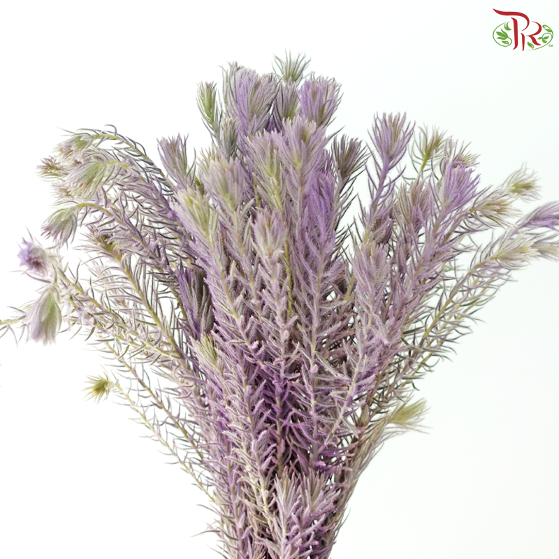 Spray Golden Goose - Purple (Per Bunch)