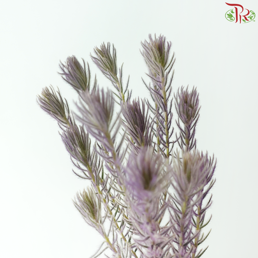 Spray Golden Goose - Purple (Per Bunch)