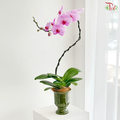 Grace Line Orchid Orchids Arrangement