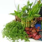 Grand Opening / Housewarming Gift – Emerald Bamboo Luck《绿竹开运》(With Option)