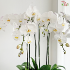 Grand Orchid Bowl Orchids Arrangement
